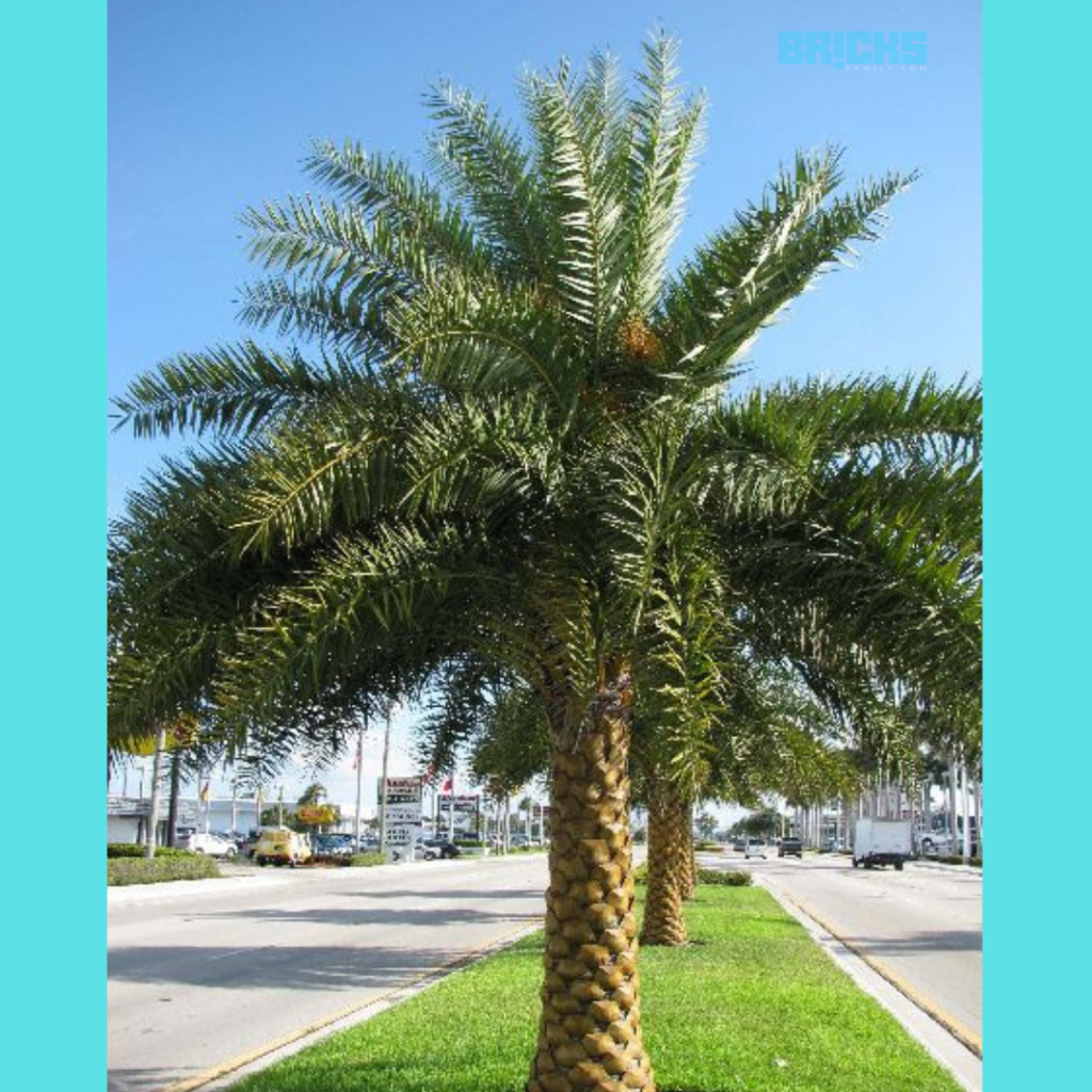 Date palm trees are considered to be inauspicious near the house as per vastu shastra.