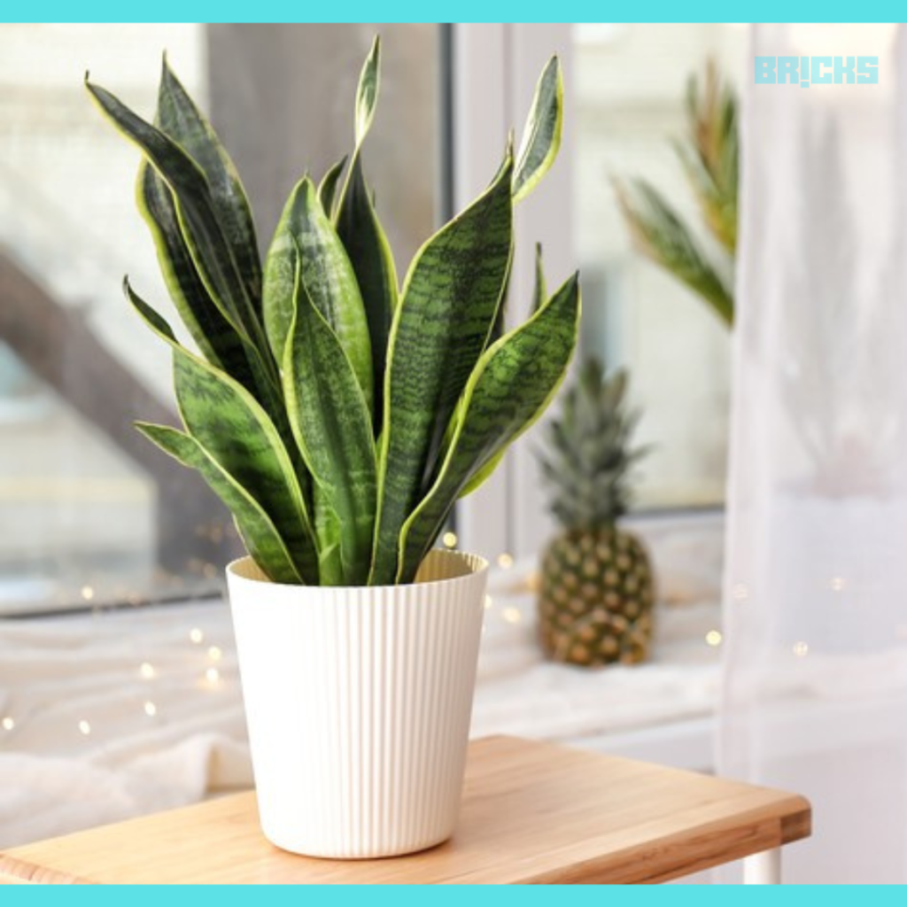 Snake plant is an indoor plant that releases oxygen at night