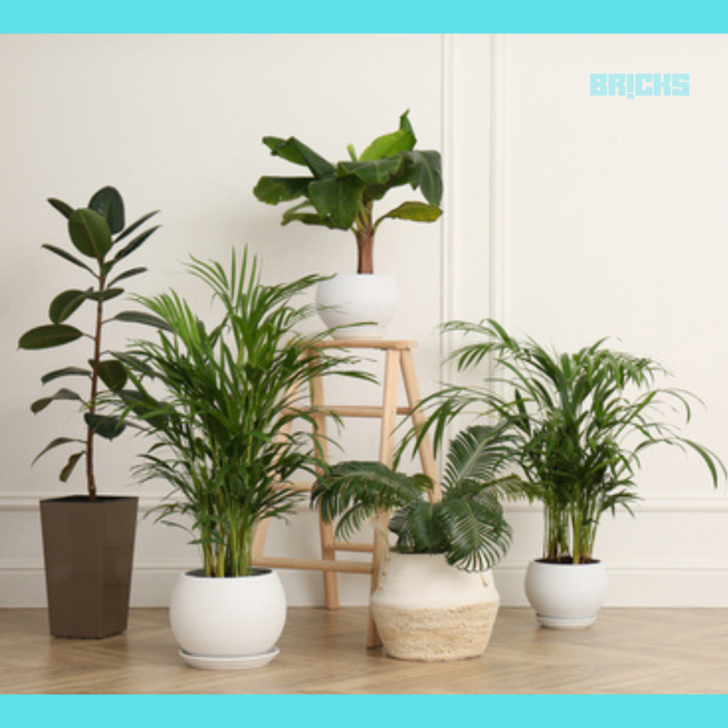 Create a good mix of indoor plants