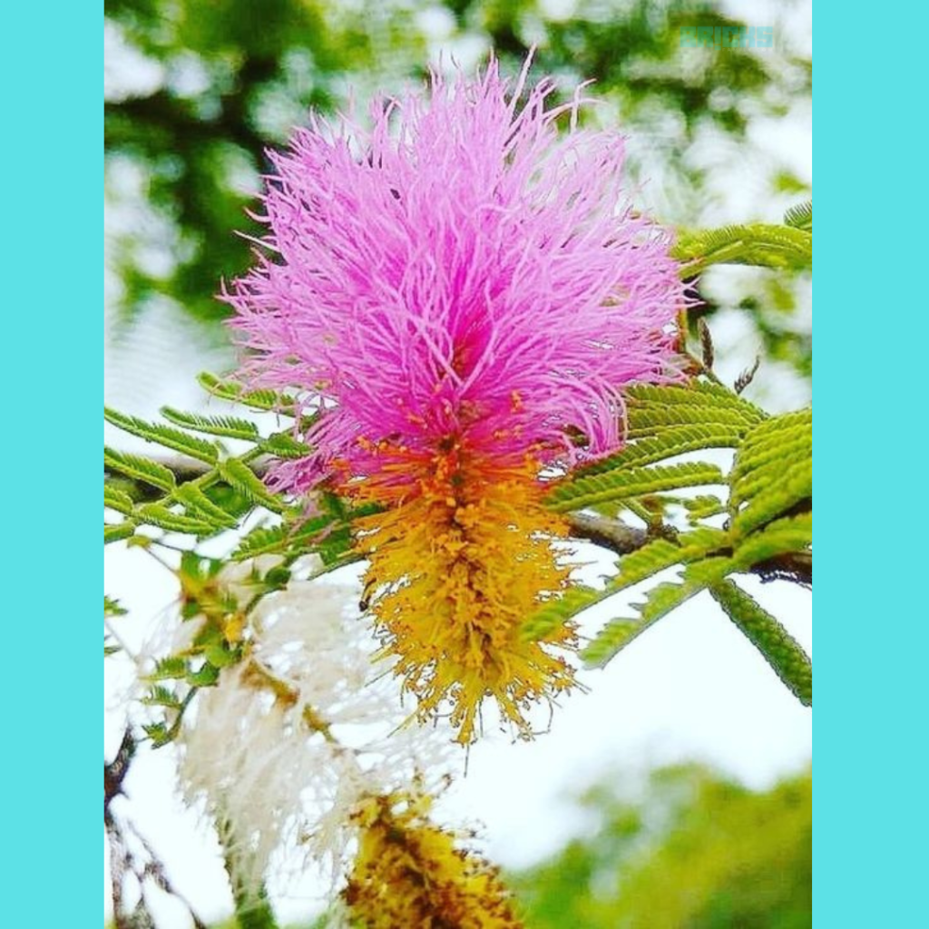 A flowering Shami plant