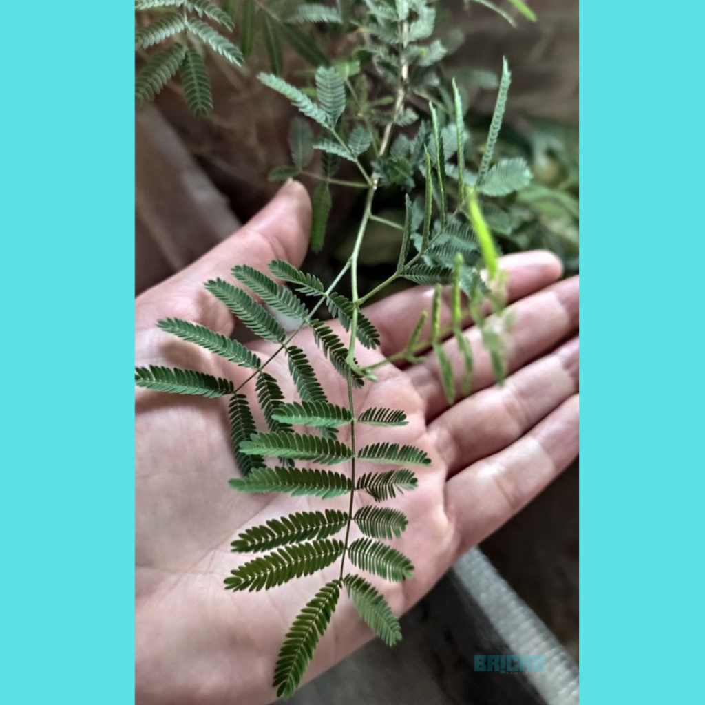 Leaves of the Shami plant are used for medicinal purposes