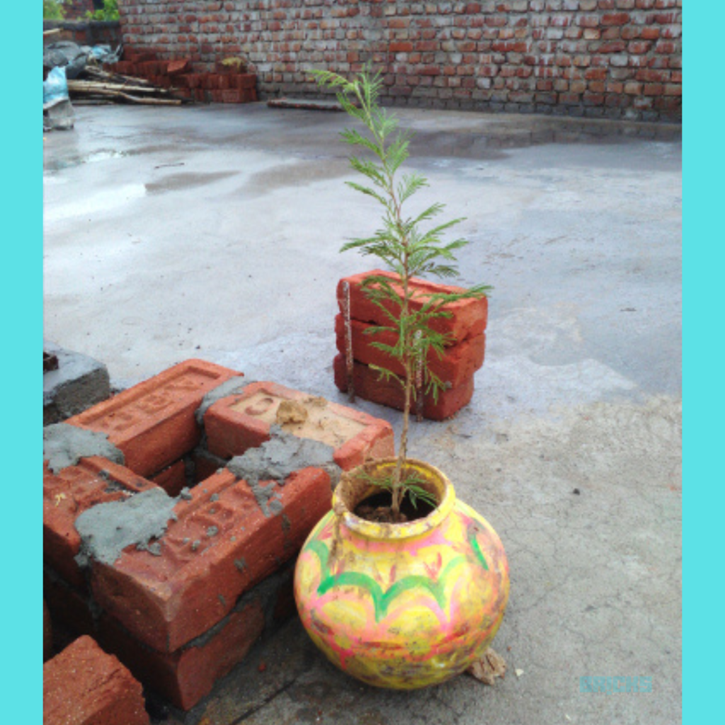 Growing a Shami plant