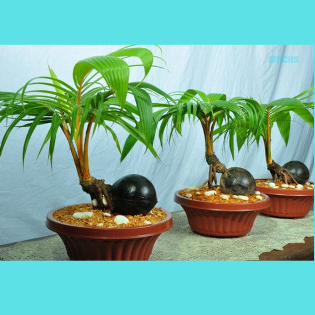 This potted bonsai coconut palm tree looks gorgeous