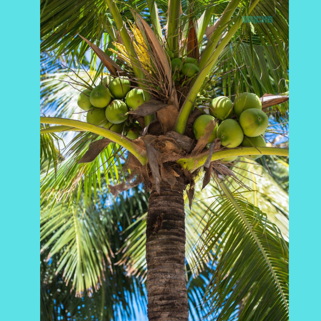 The coconuts are beneficial in many ways