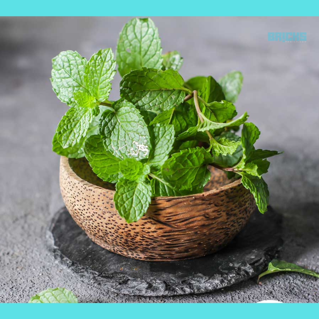 Mint Plant is the life of a kitchen garden