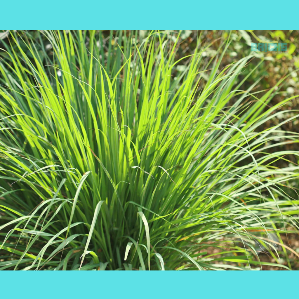 Lemongrass herb is the essence of continental and Thai cuisines