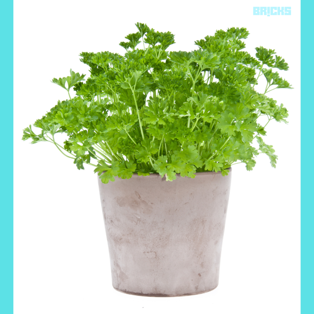 Parsley, a flavourful cooking herb of the carrot family