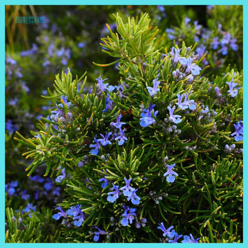 Rosemary is an aromatic herb with blue flowers and a resinous flavour