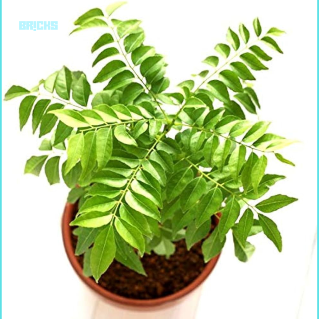 Curry plant is a fast-growing kitchen garden plant with aromatic foliage