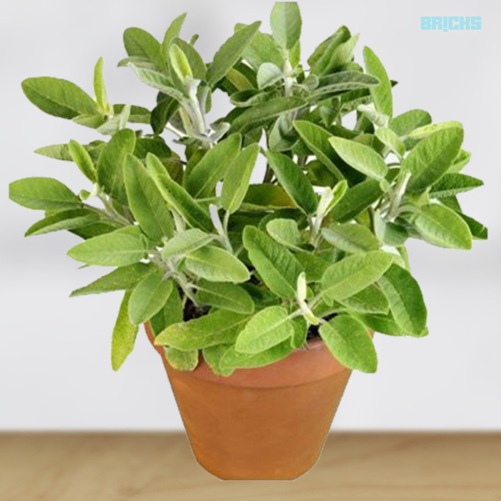 Sage Plant is loved for its greyish leaves and blue to purple flowers
