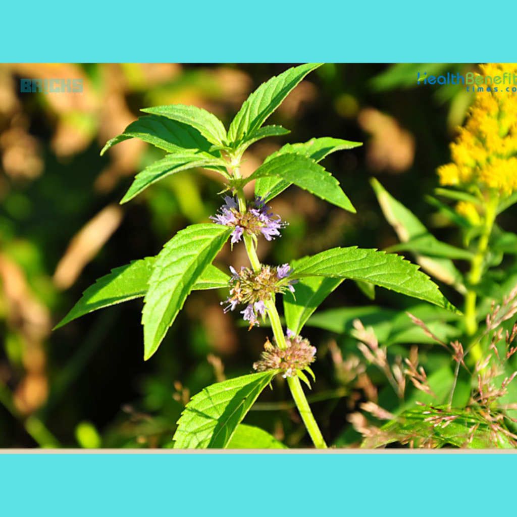 Mentha Arvensis is popular as menthol mint, one of the few native mints