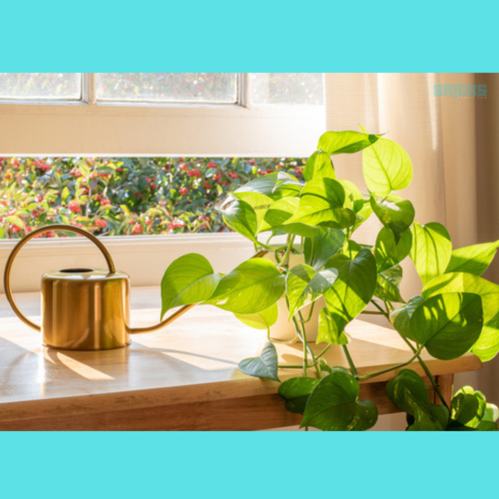 Golden Pothos house plant