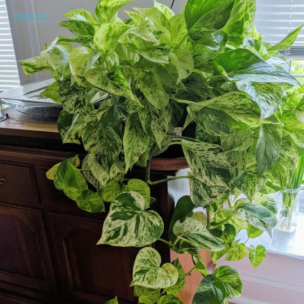 The Marble Queen pothos plant