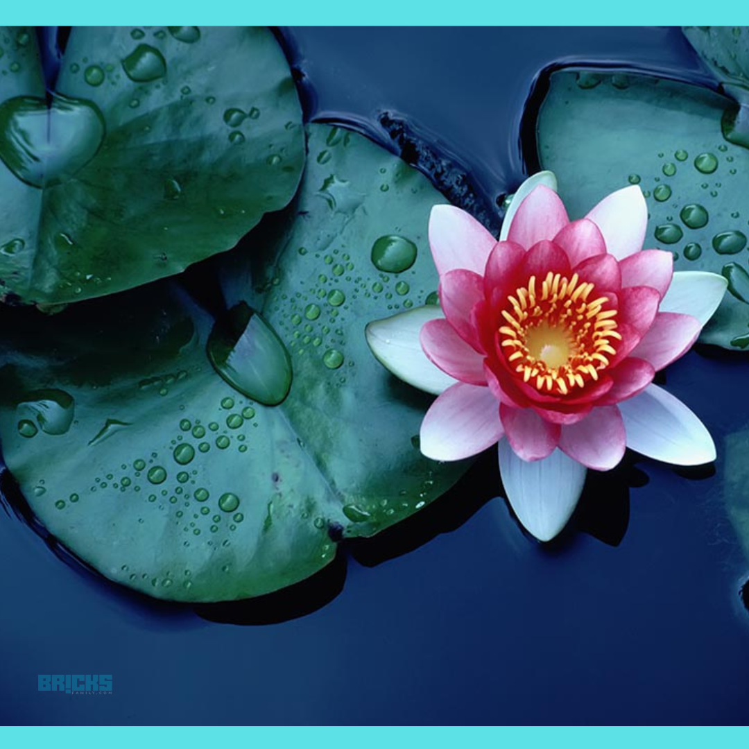 Lotus Flower: Vastu Significance, Placement, and Benefits