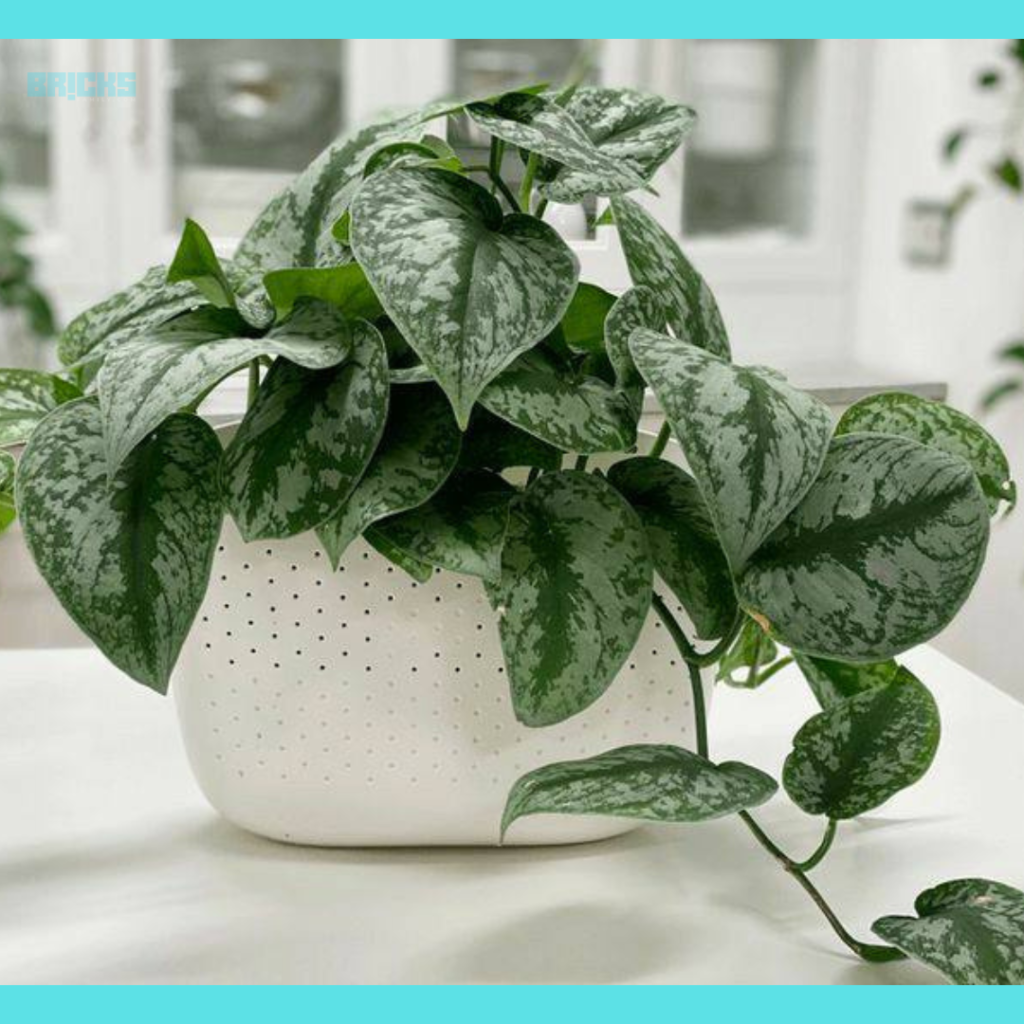 Satin pothos plant has thicker leaves with silver spots