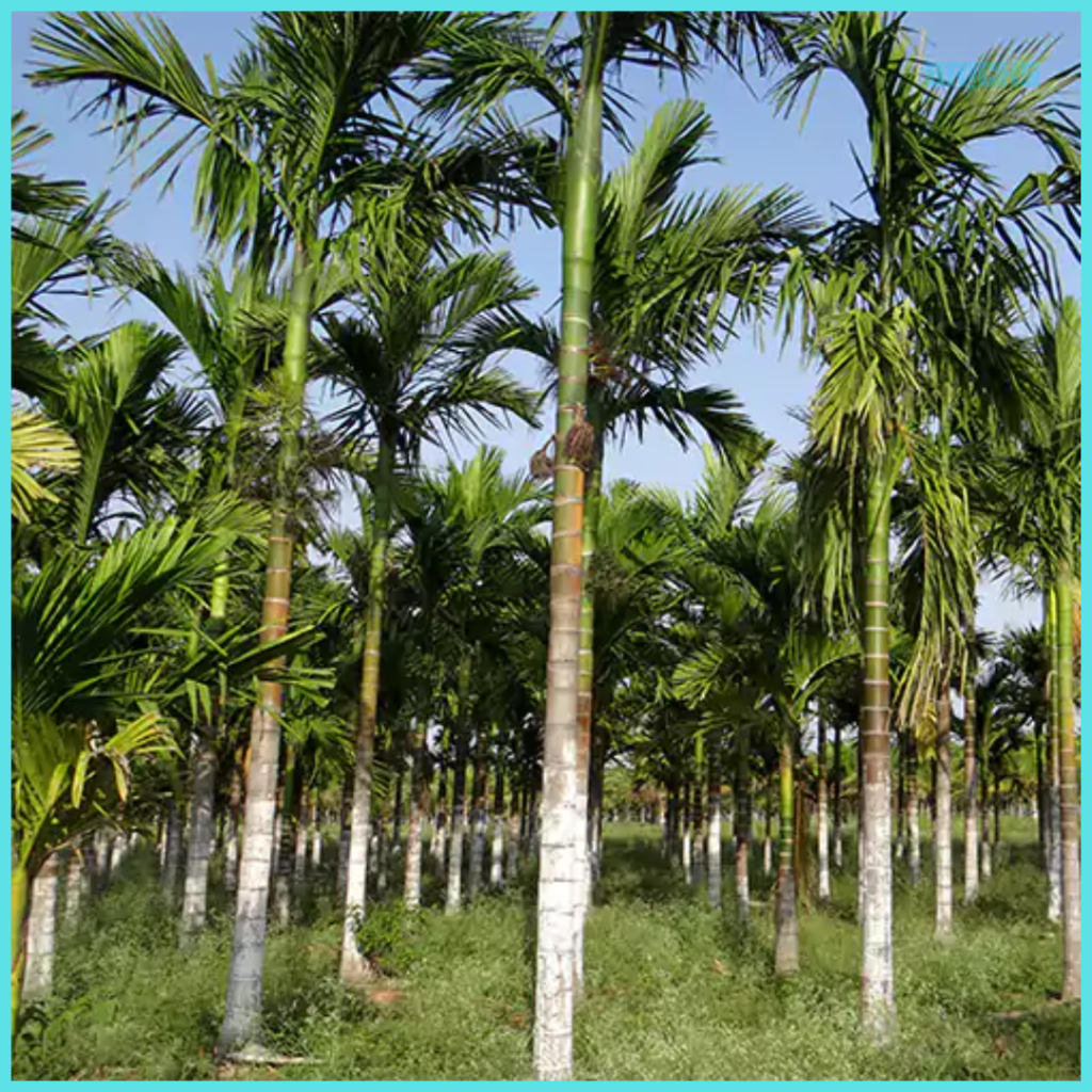 Betel nut trees garden