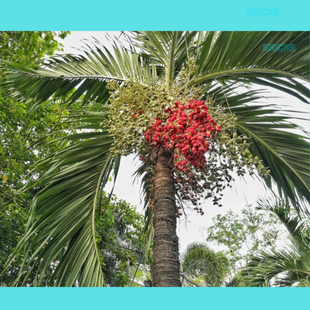 Betel nut fruit hanging on the tree