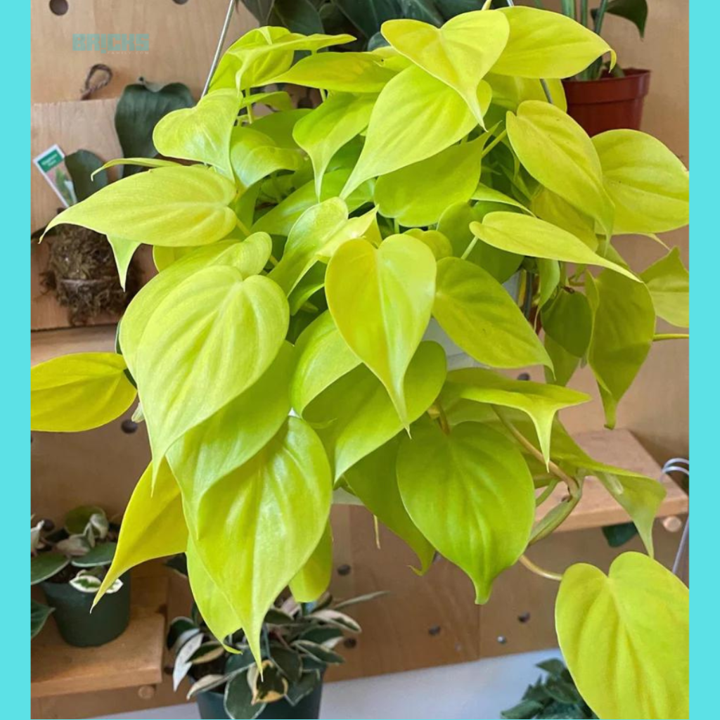 The neon pothos plant 