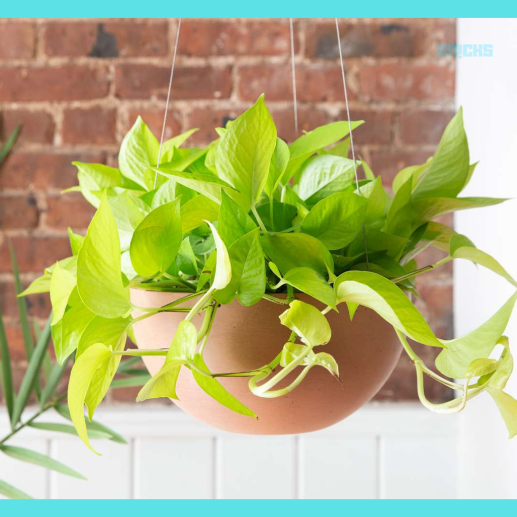 A pothos plant is excellent for indoor and outdoor planting