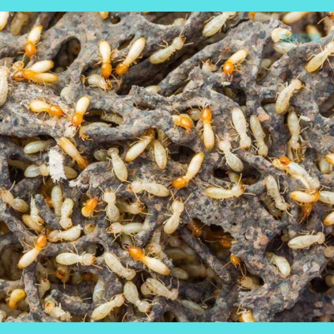 Termites: Treatment, Prevention, and Early Signs