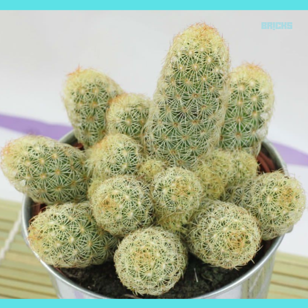 Ladyfinger cactus plant