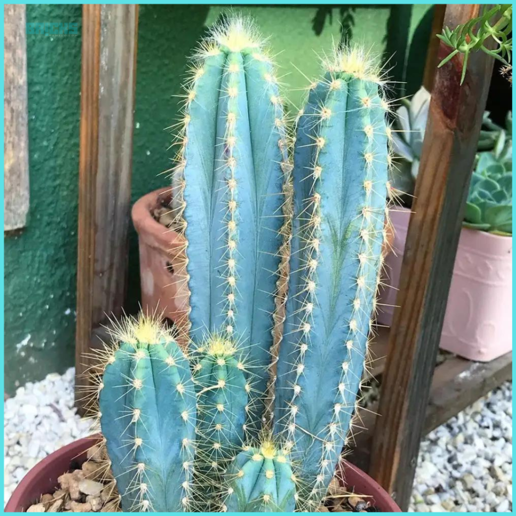 Blue columnar cactus plant