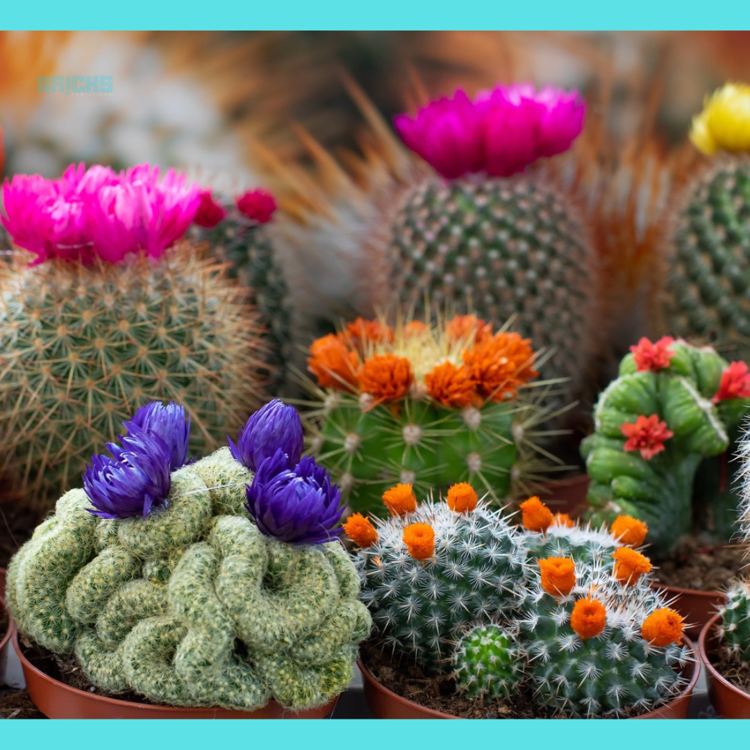 15 Best Types Of Cactus Plants To Benefit And Beautify Your Home