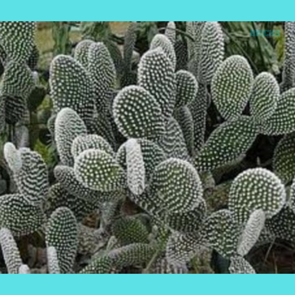 Angel Wing cactus plant