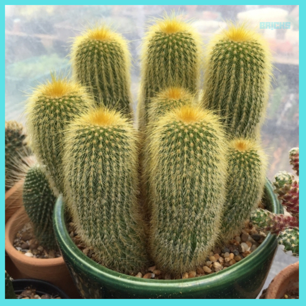 Parodia cactus plant