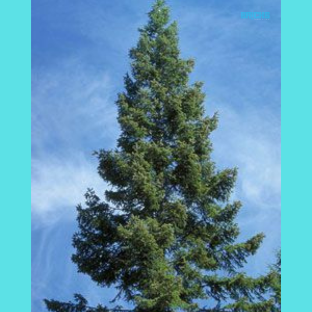 Abies Grandis rand fir tree