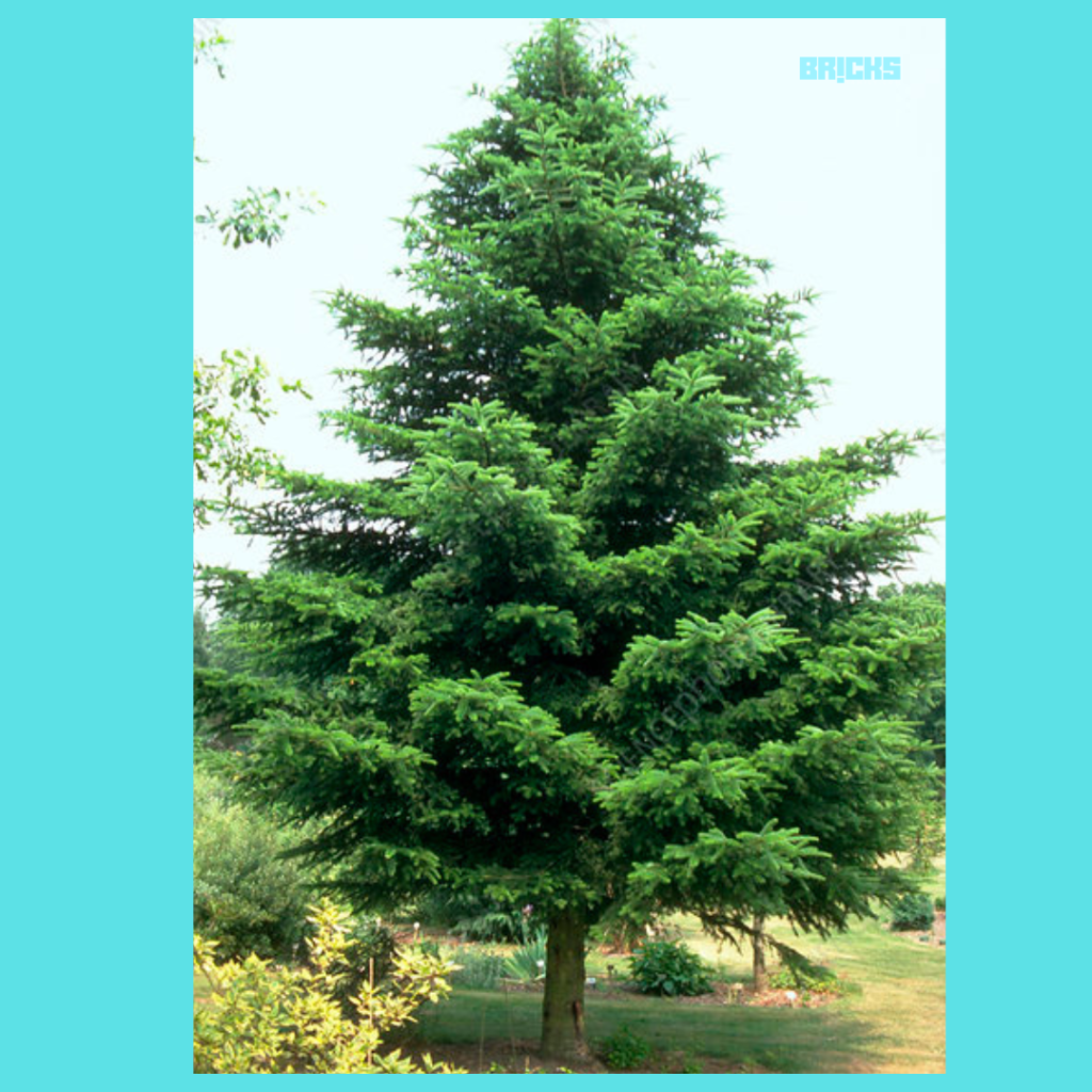 Caucasian Fir tree