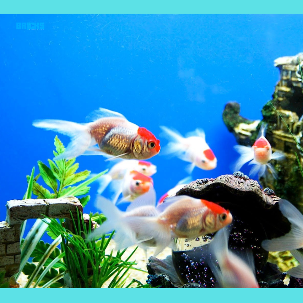 Importance of Aquariums in vastu shastra