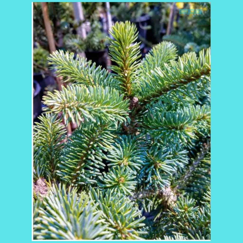 Subalpine Fir tree 