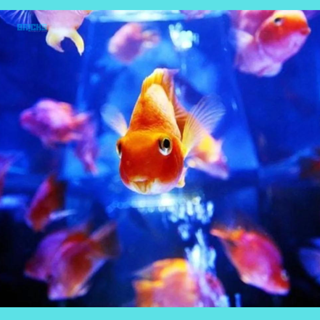 Vastu of Fish Aquariums: Significance, Benefits, Directions and Implications
