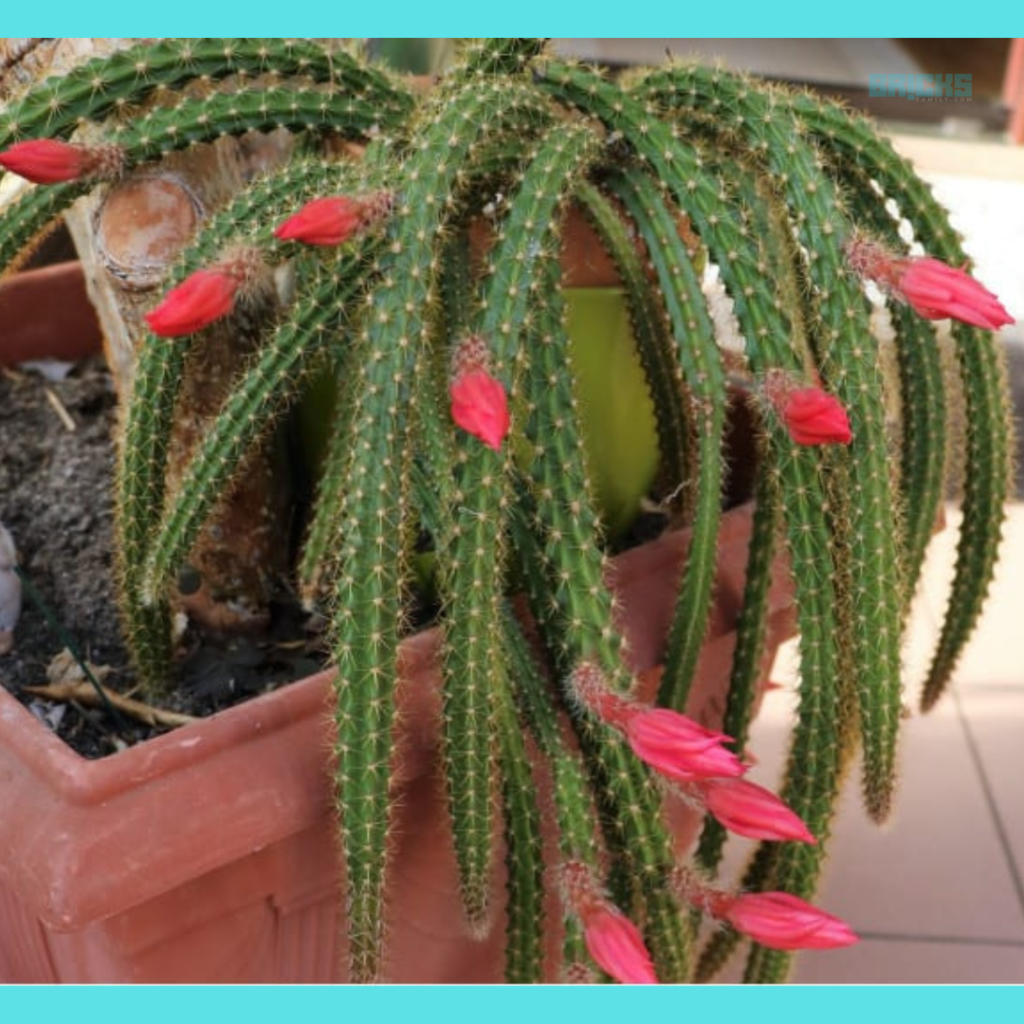 Rat Tail cactus plant