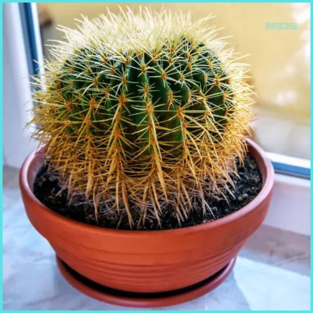 Barrel cactus plant