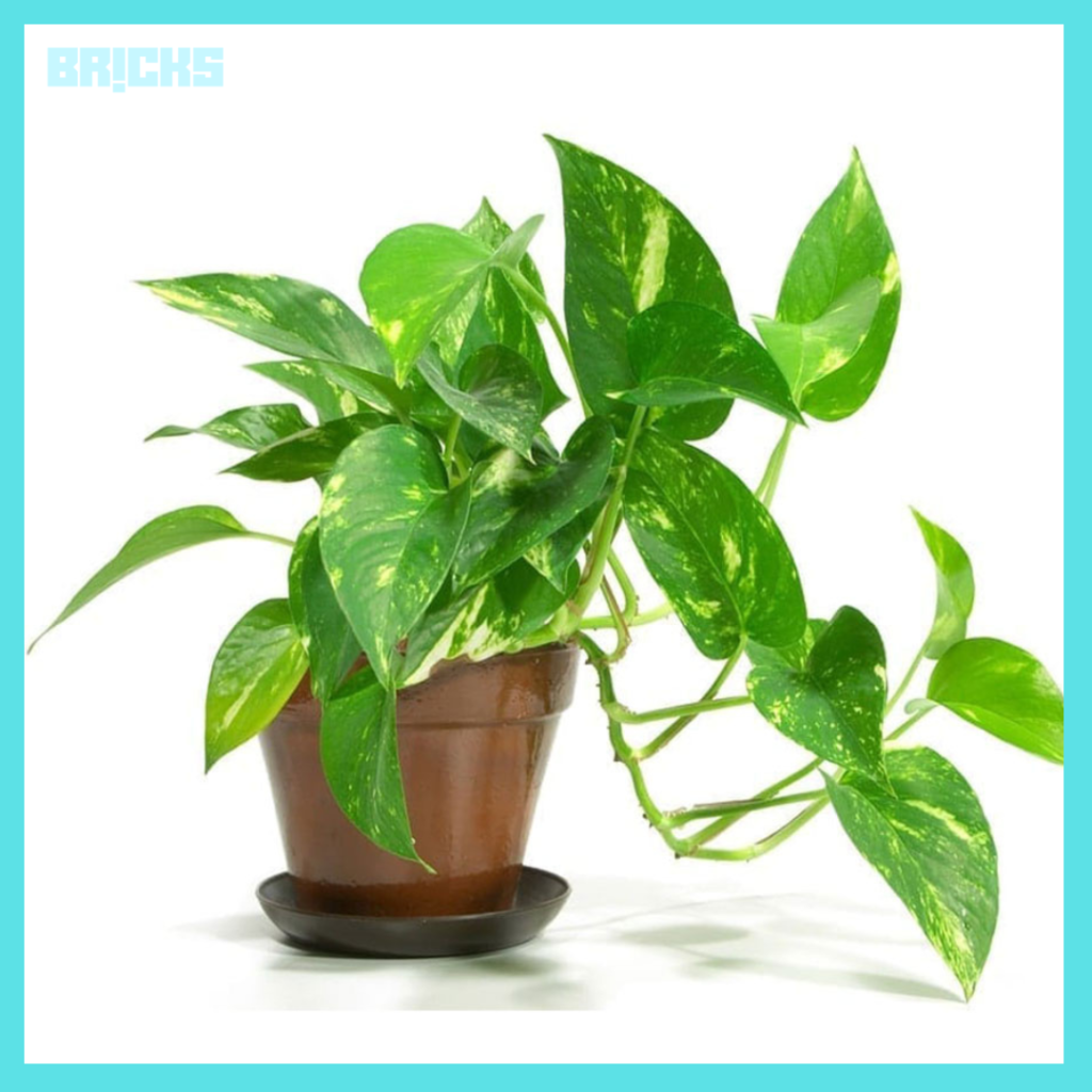 Money Plant: A Sign of Prosperity