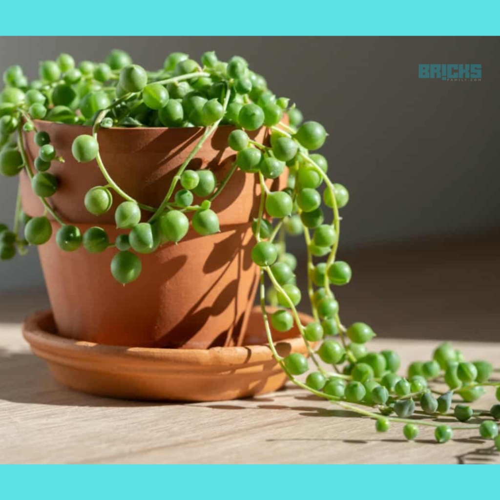 String of Pearls can beautify any room