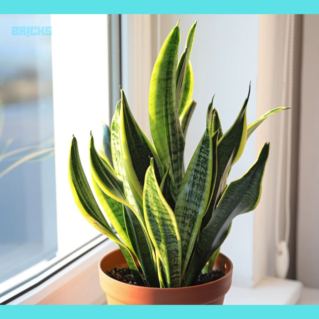 Snake plants are good option for small spaces