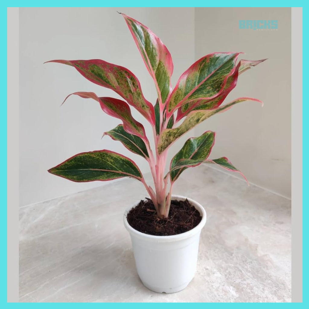 Red Aglaonema can add pop of color to your living space