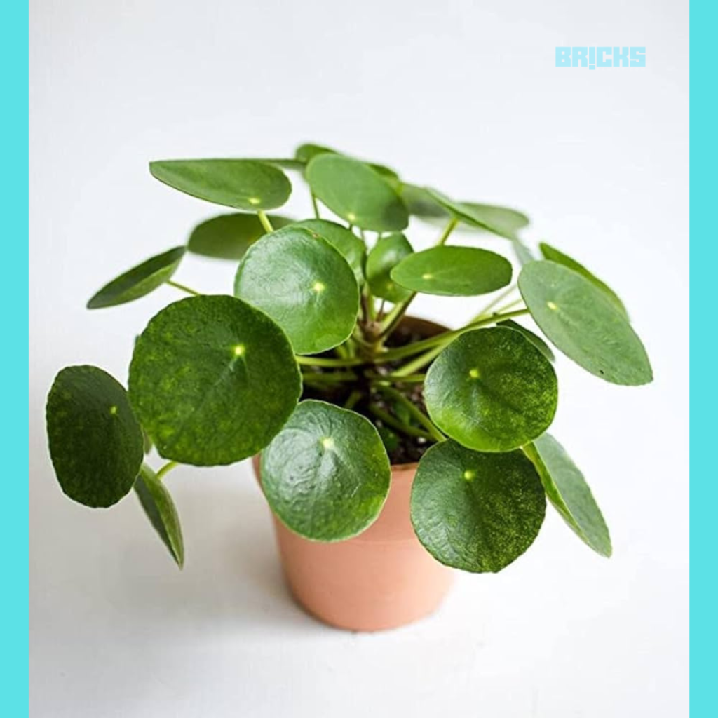 An Pilea adds uniqueness of your living quarters