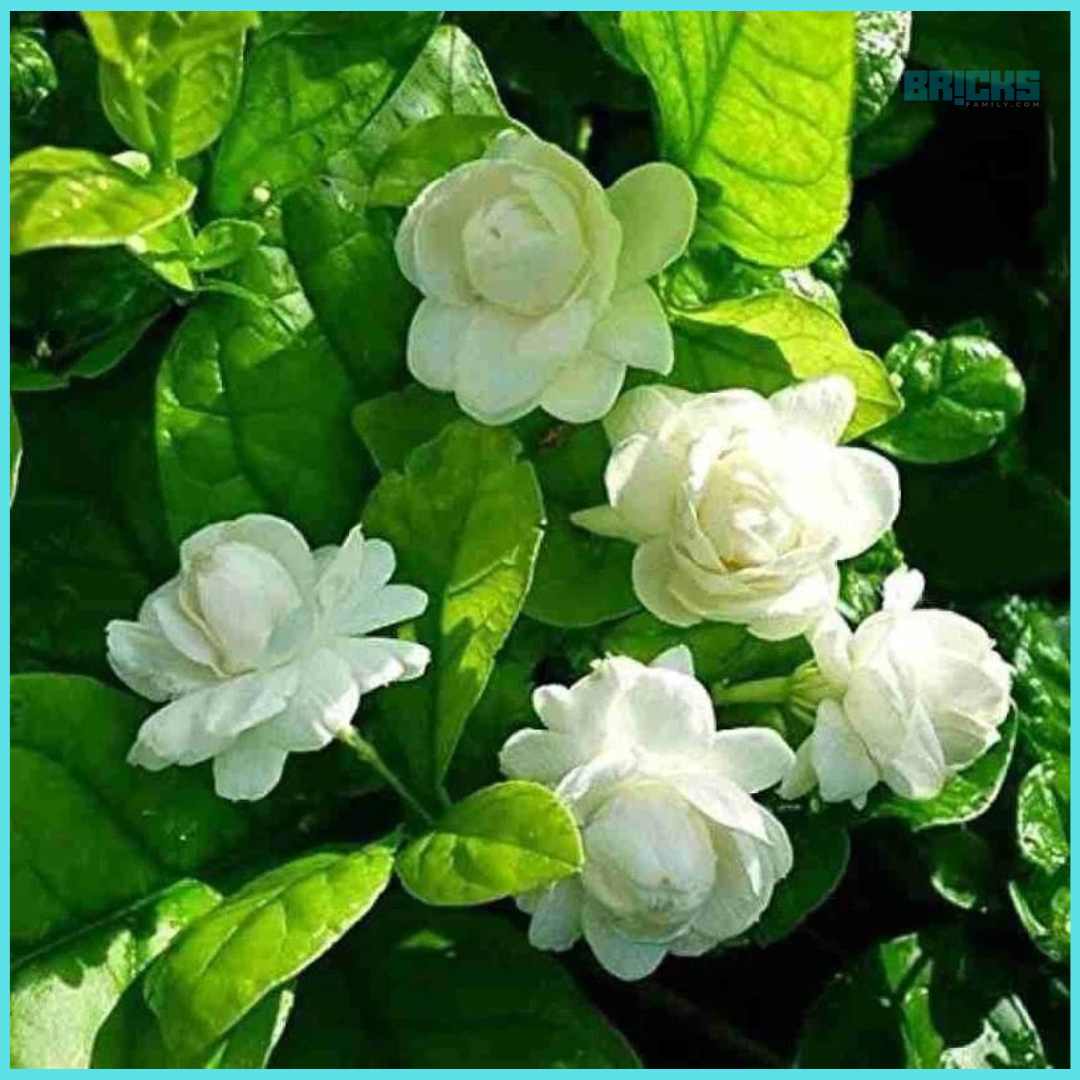 Jasmine Flower Plant – Types, How to Grow, & Care For It