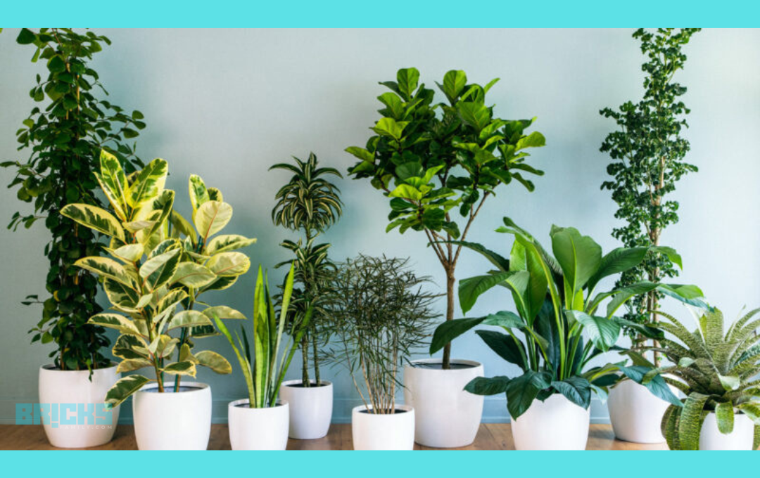 20 Best Indoor Plants for Healthy Home (Image Gallery)