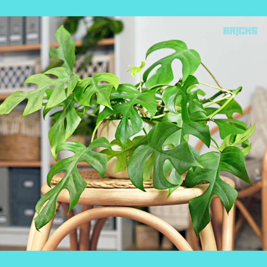 A Philodendron indoor plant is good option for your home & offices