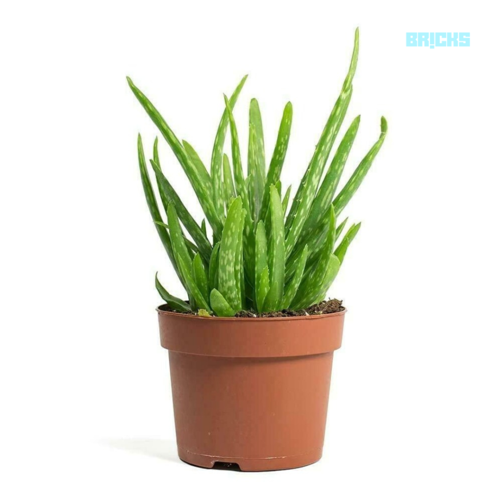 Aloe vera is multi purpose indoor plant