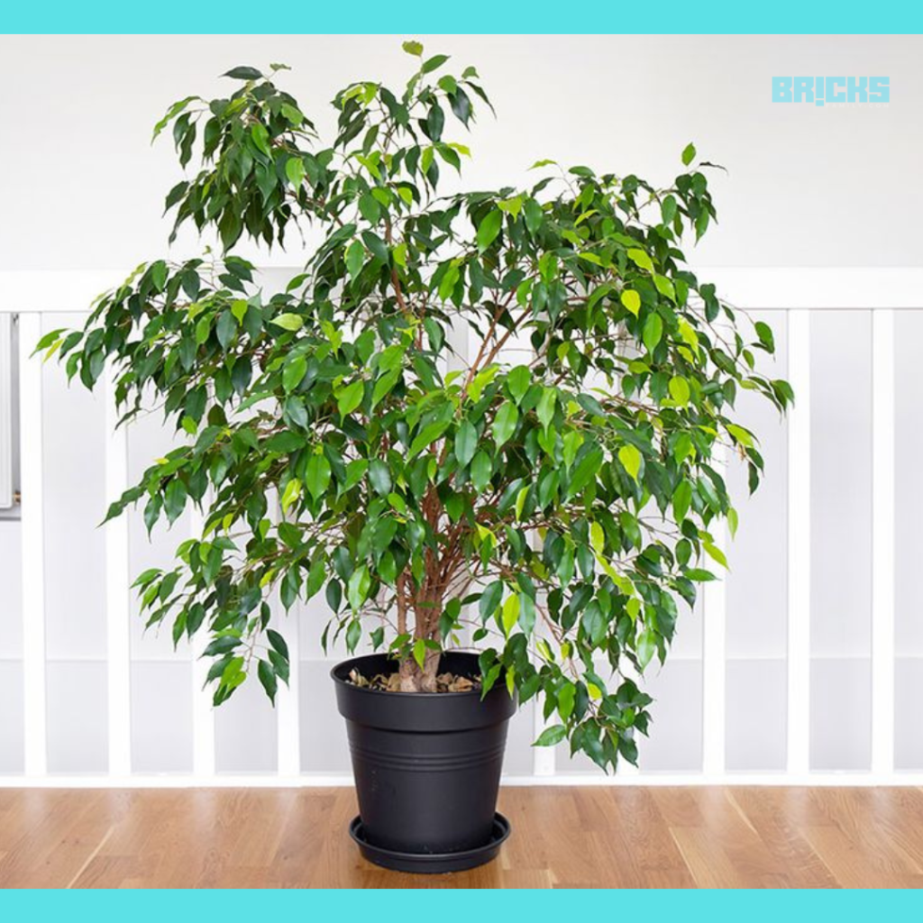 Weeping Fig is a perfect for all types of home decor