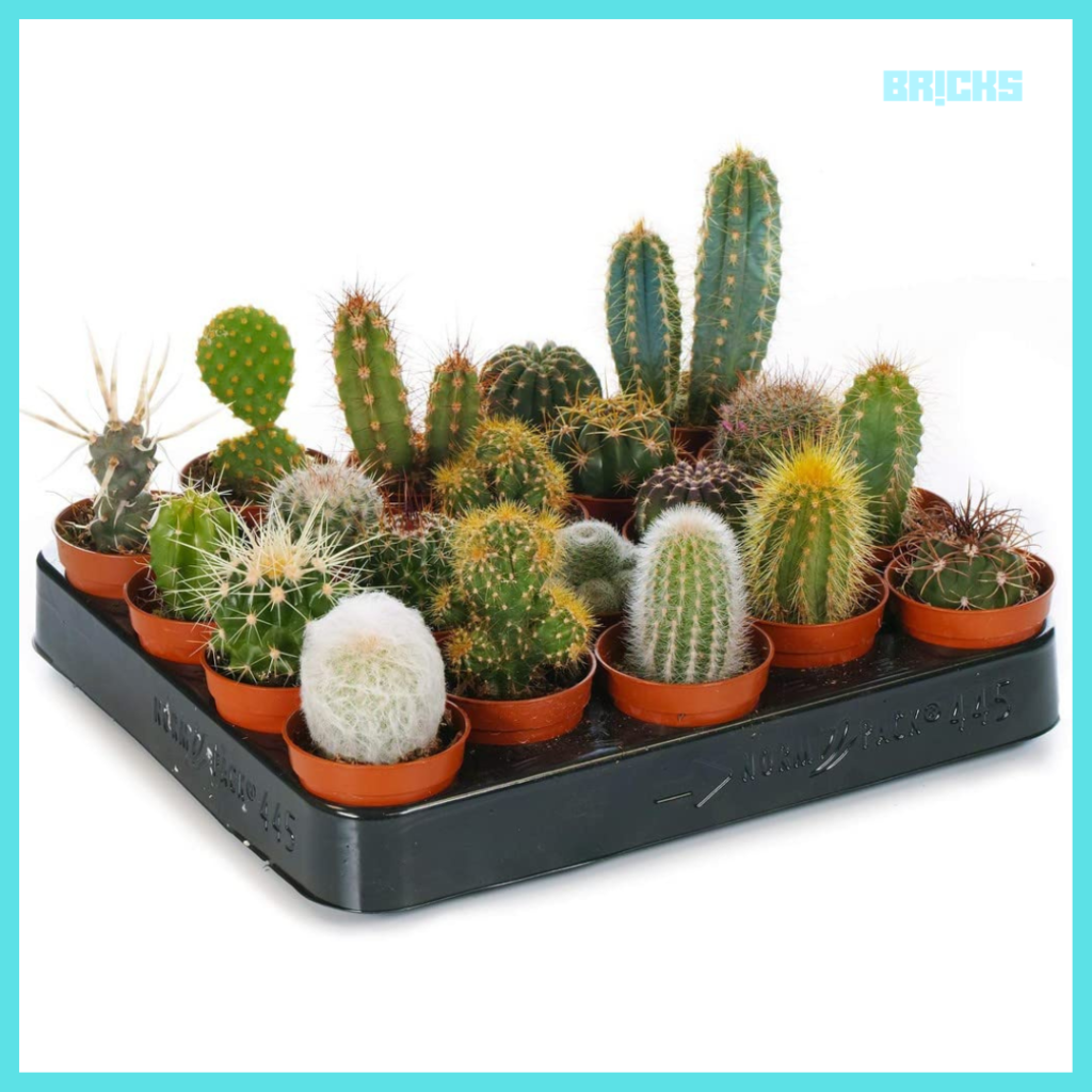Cactus plant come in many varieties