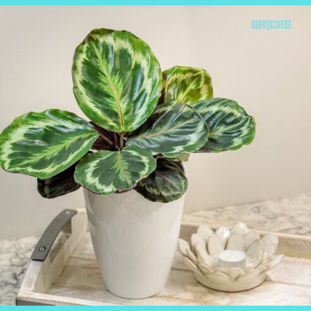 Calathea plant adds dash of color to the house