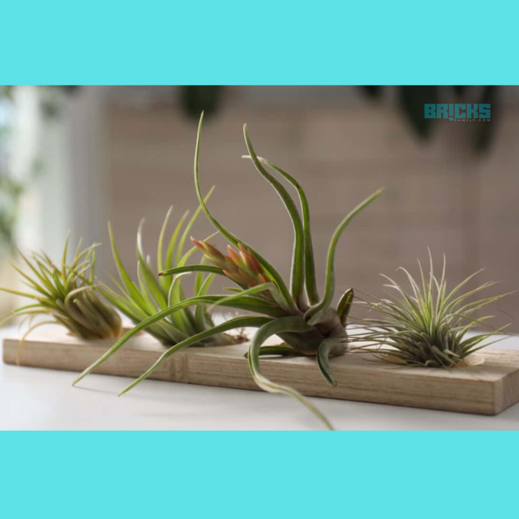 Air plants can go with all types of terrariums