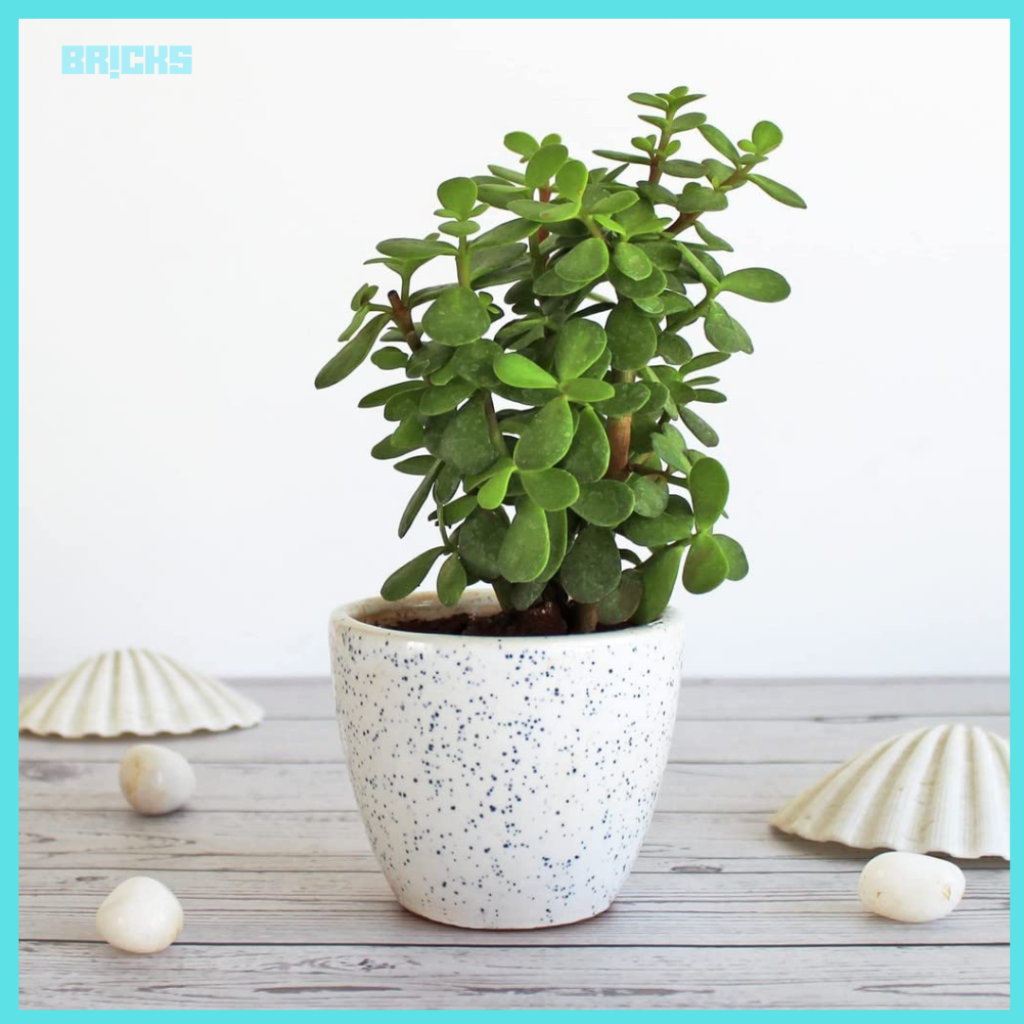 A jade plant is good with low maintenance